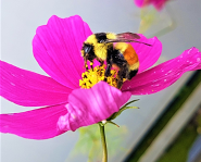 Fokus Forschung - Das grosse Bienensterben